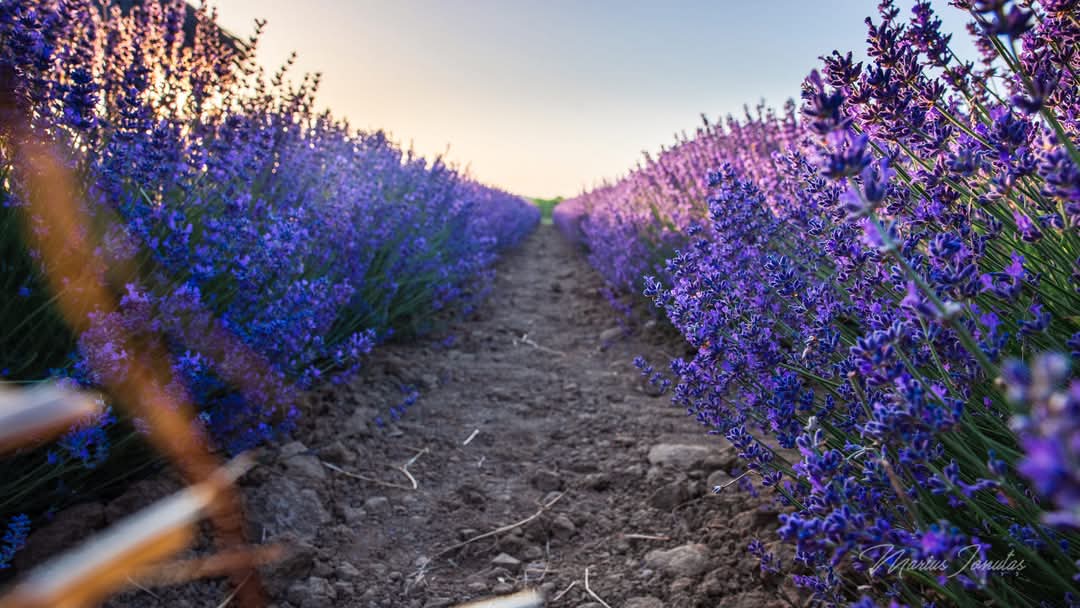 Lavender water DIV Lavender 200 ml