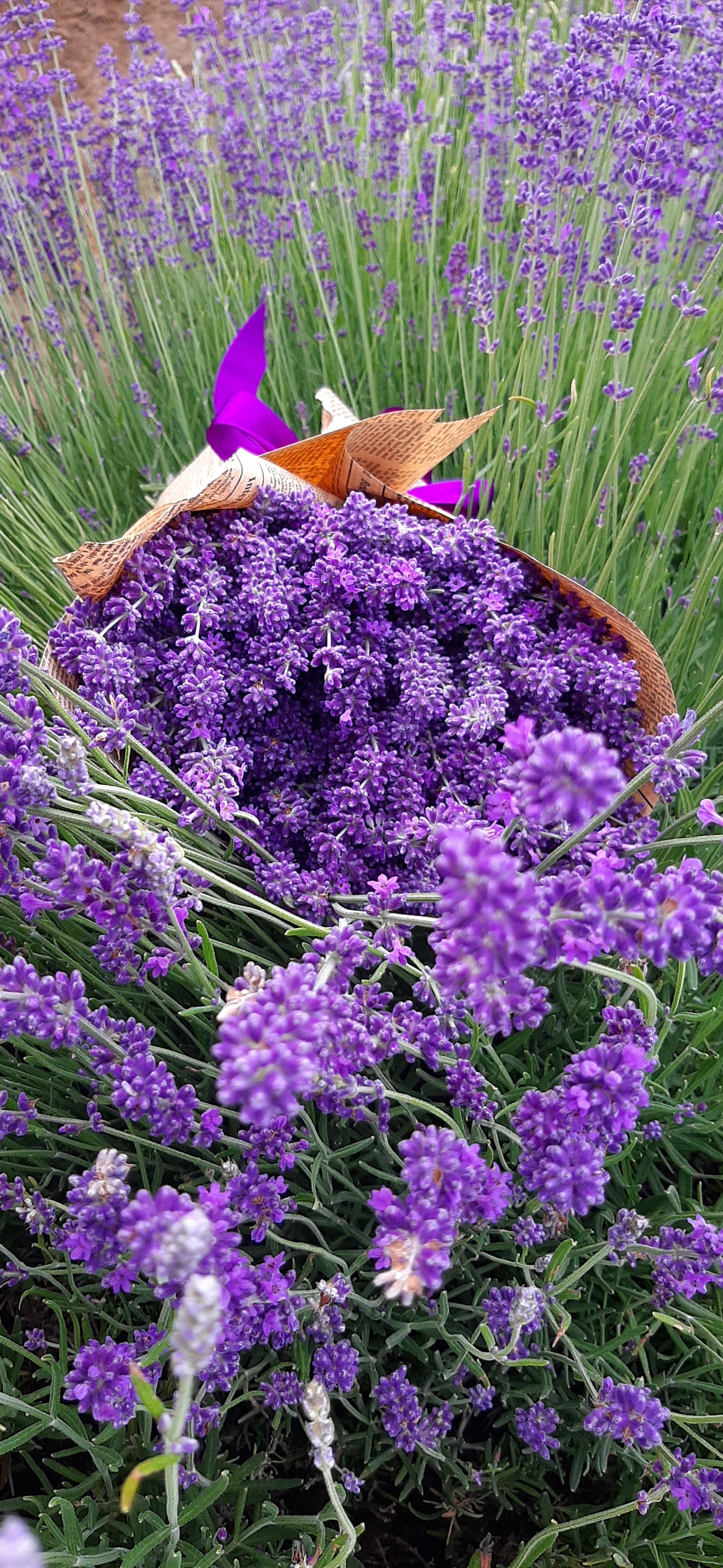 Buchet lavanda