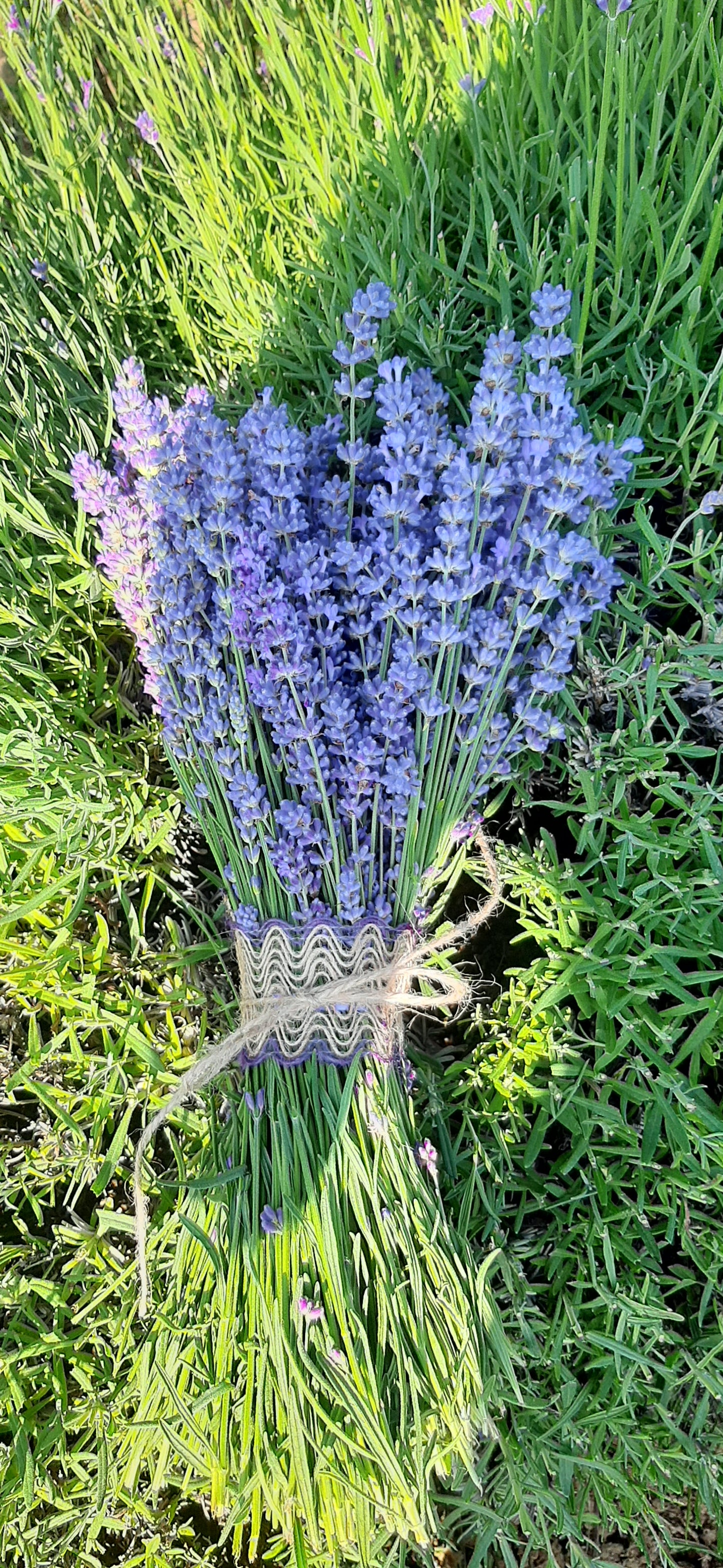 Buchet de lavanda