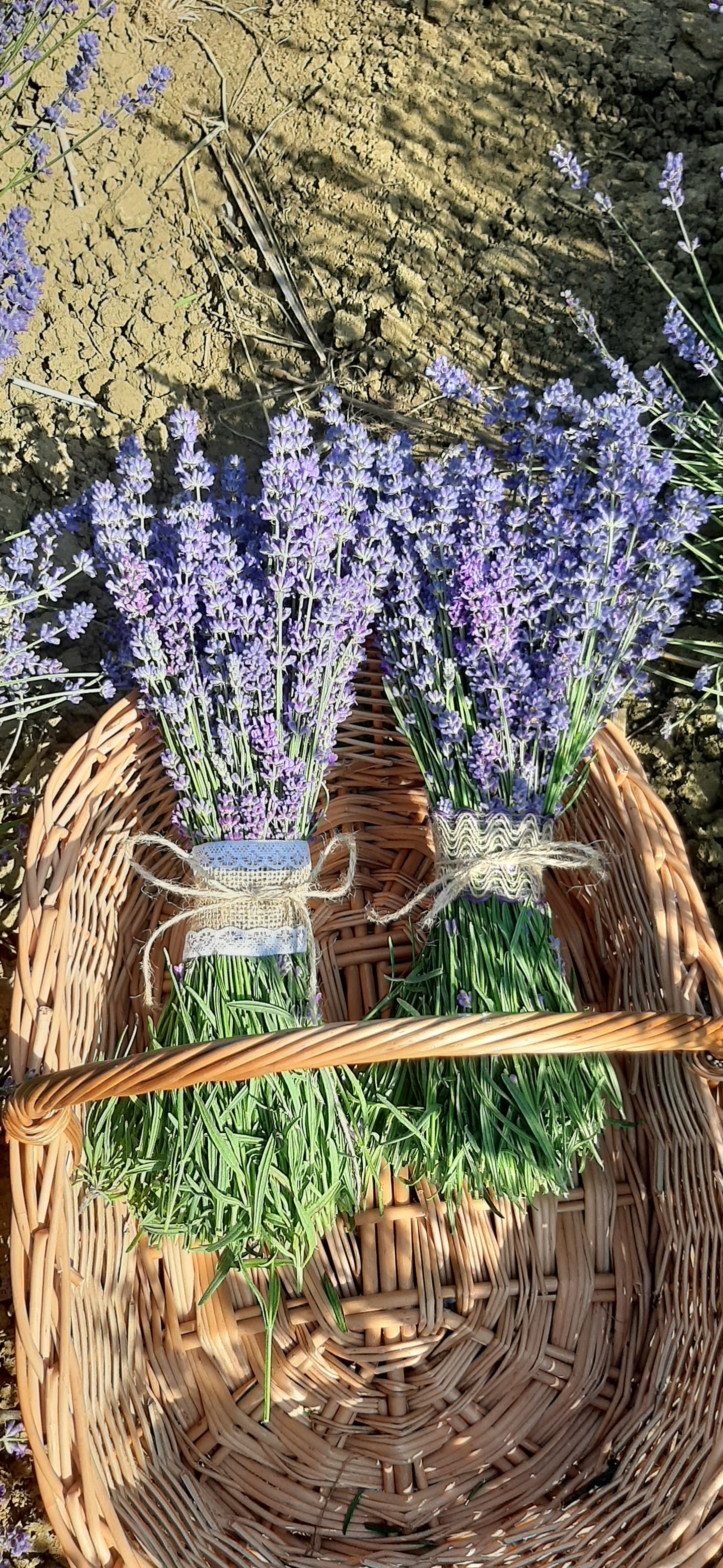 Buchet de lavanda