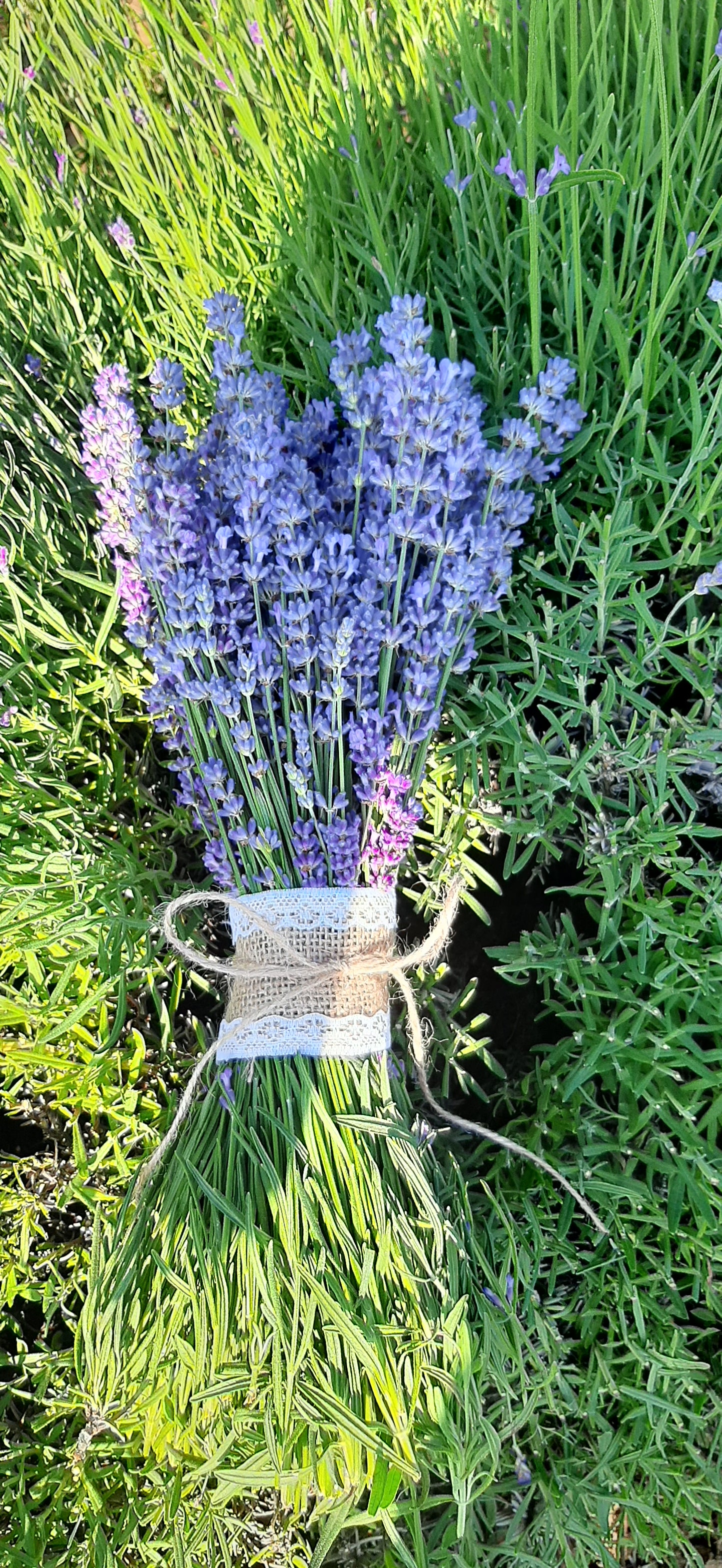 Buchet de lavanda