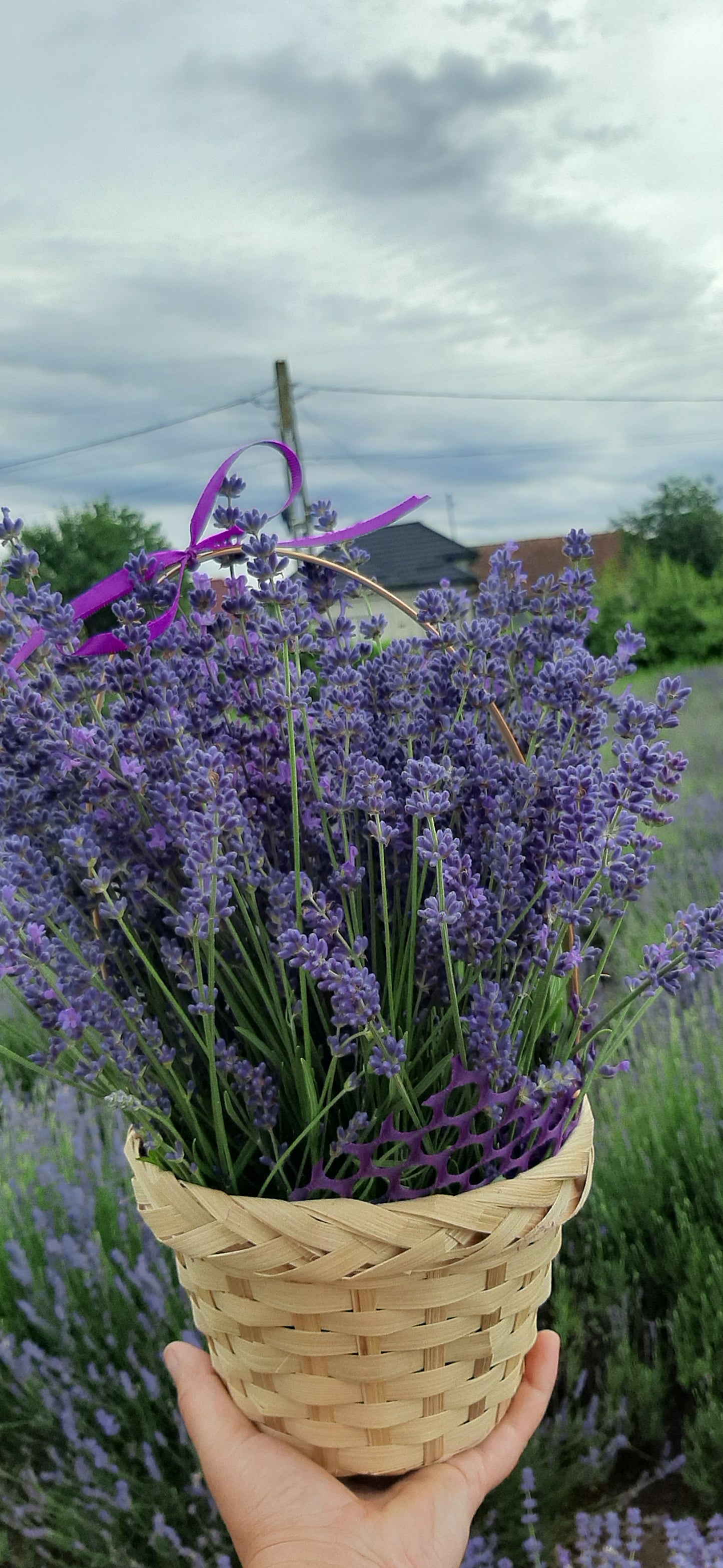 Cosulet cu flori de lavanda