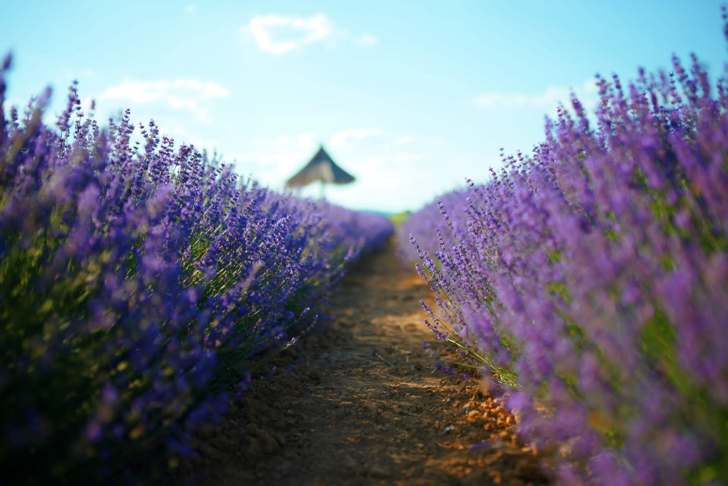 Saculet cu lavanda